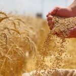 توريد القمح