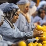 الصناعات الغذائية المصرية